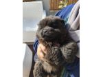 Cane Chow chow