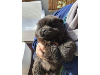 Cane Chow chow