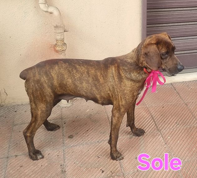 SOLE - Foto 10