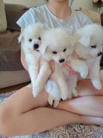 Cuccioli di Volpino tedesco - Foto 4