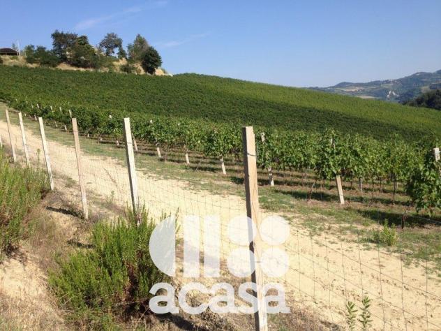 AZIENDA AGRICOLA SAN CARLO - Foto 3