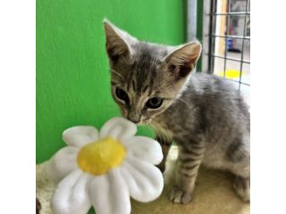 Perla, dolce gattina cerca casa