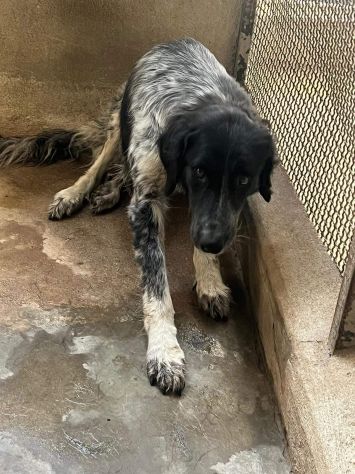 PROCOPIA, UN'OCCASIONE DI VITA, CAGNOLINA IN ADOZIONE - Foto 2
