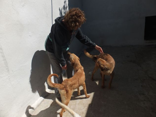Pepe, abbandonato in una scatola - Foto 8