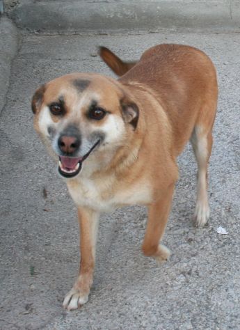 Dolcissimi cagnolini taglia piccola e media - Foto 4
