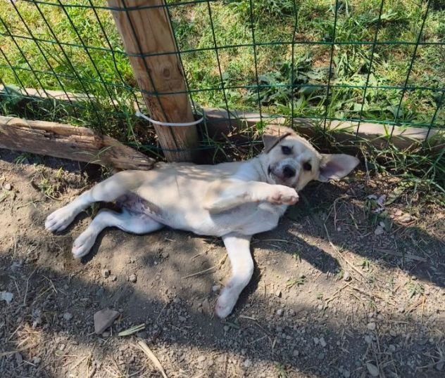 SOLE e MELA splendide cucciole - Foto 3