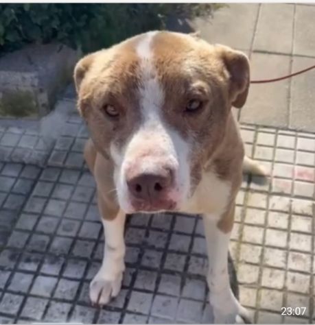 Ciro mix Amstaff 9mesi trovato legato SICILIA SOS CASA - Foto 6