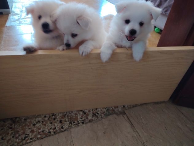 Cuccioli di Volpino tedesco - Foto 6