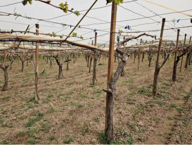 Immobile in asta di 53290 m² in vendita a Mazzarrone - Foto 15