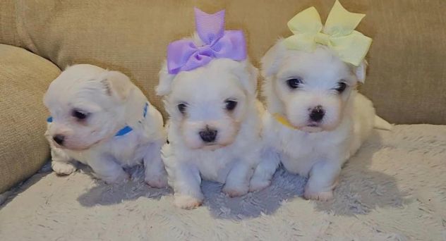 maltese cuccioli toy