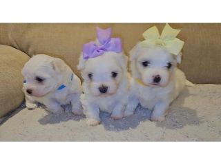 maltese cuccioli toy