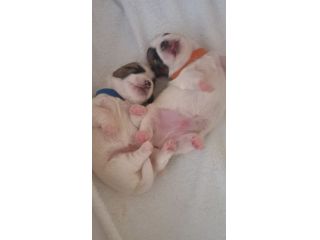 Cuccioli di Jack Russell Terrier Broken con Pedigree ENCI