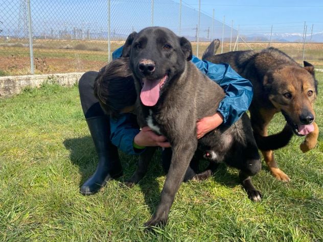LEO, simil labrador, CANE IN ADOZIONE - Foto 5