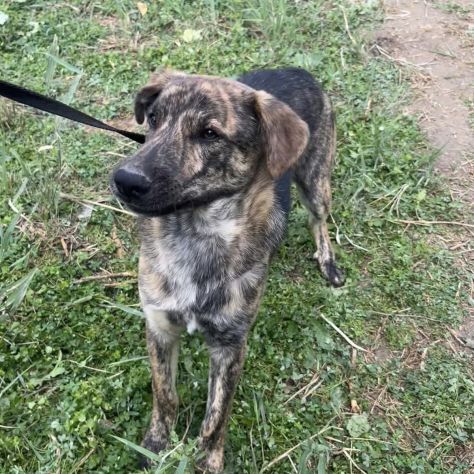 UGO figlio di mamma husky, 9 mesi, socievole ed allegro cagnolino in adozione - Foto 5