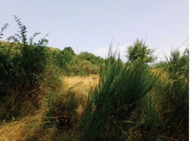 Immobile in asta di 1594609 m² in vendita a Arcidosso - Foto 11