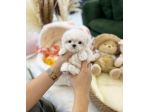 maltese cucciolo toy