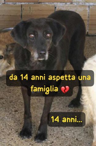 AGATA 14 ANNI TAGLIA MEDIA IN CANILE DA 14 ANNI? - Foto 2
