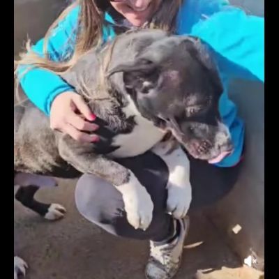 SILVESTRO DESIDERIO DI CAREZZE CANE IN ADOZIONE - Foto 4