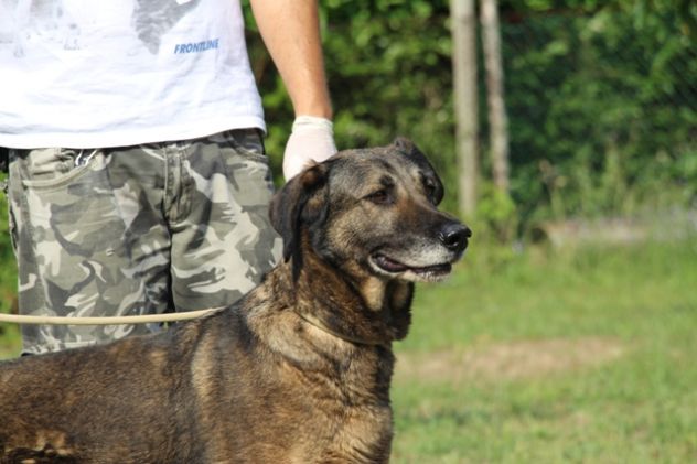 EVA, bellissima cagnolona - Foto 3