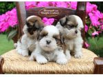 CUCCIOLI SHIHTZU
