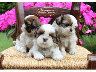 CUCCIOLI SHIHTZU