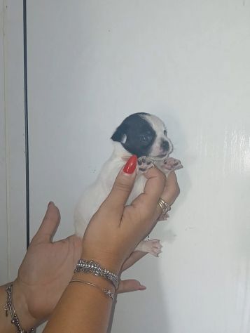 Cuccioli chihuahua - Foto 5