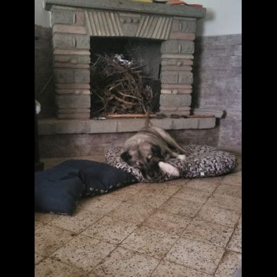 Meravigliosa PRINCESSE CAGNOLONA IN ADOZIONE - Foto 5