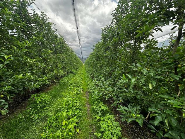 V000421 - TERRENO AGRICOLO DI 6,9 ETTARI IN VENDITA A RONCEGNO TERME - Foto 6