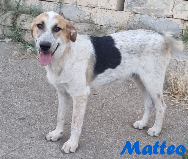 Matteo - Foto 2