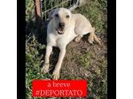 CARLOS SIMIL LABRADOR IN MINIATURA CUCCIOLO IN ADOZIONE