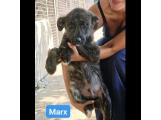 Marx , Freud, Hegel, Renée, cuccioli in adozione