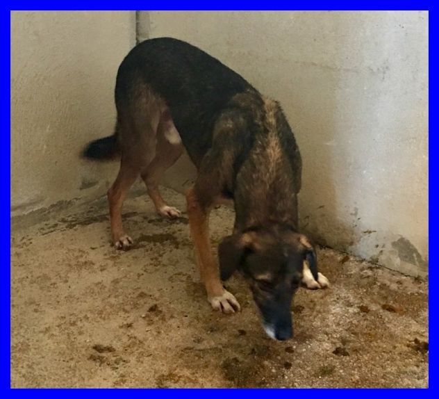 CHOPPY, DOLCISSIMO CAGNOLINO IN CANILE,CERCA UNA FAMIGLIA - Foto 2
