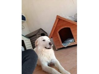 Nicolò