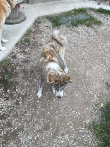 Cucciole femminucce di Akita Inu con pedigree enci - Foto 4
