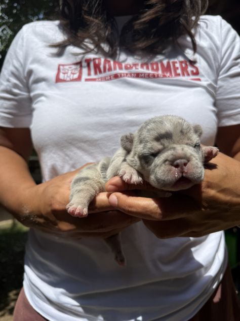 Cuccioli bulldog francese esotico - Foto 7