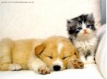 Pet-sitter esperta