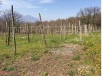 Terreno agricolo di 1300mq in Via provinciale  a Manocalzati