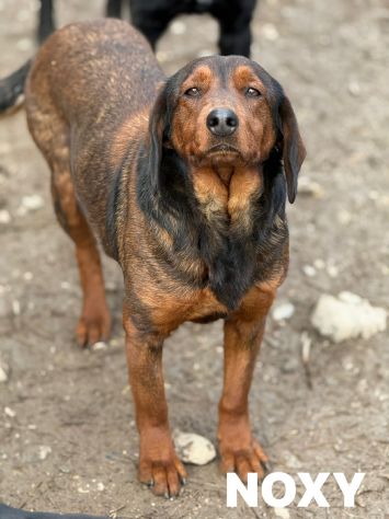 NOXY, piccola DACHSBRACKE super coccolona! - Foto 5