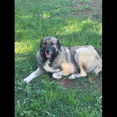 Meravigliosa PRINCESSE CAGNOLONA IN ADOZIONE - Foto 10