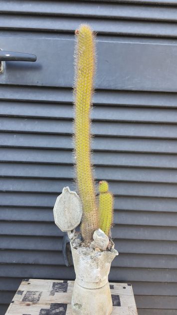 Moka Cactus – Hildewintera Aureispina – Piante Grasse - Foto 3