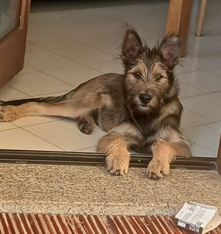 Oreste  11mesi bellissimo URGENTE CASA!! OLBIA - Foto 3