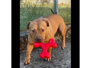EMMER UNA NUOVA VITA, CANE IN ADOZIONE
