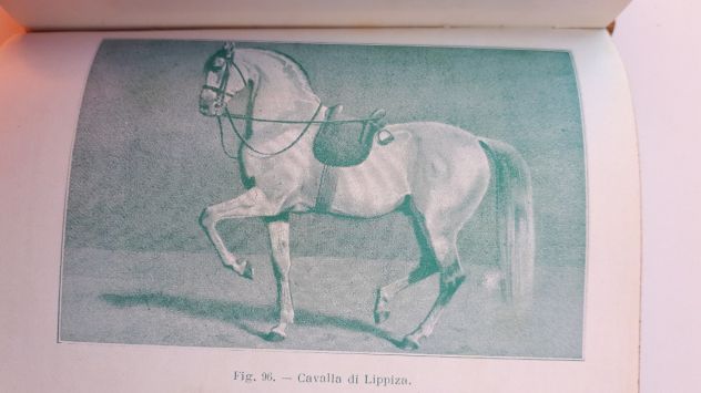 HOEPLI 1917 razze bovine, equine.... - Foto 3