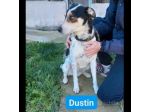 DUSTIN DOLCE EQUILIBRATO AFFETTUOSO CAGNOLINO IN ADOZIONE