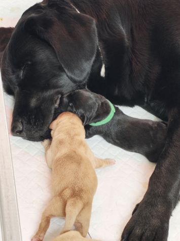 Cuccioli di Labrador retriever neri e gialli - Foto 6