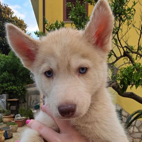 Cuccioli di husky cercano casa - Foto 6