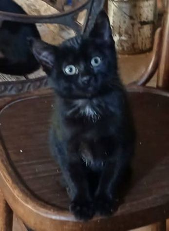 Mora gattina - Foto 2