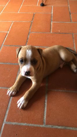 animali Pitbul