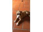 animali  Pitbul