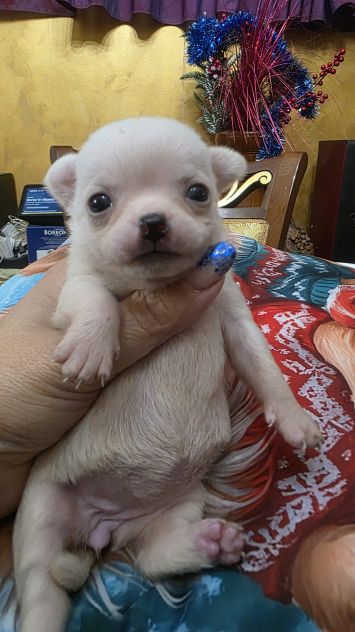 Chihuahua cuccioli toy - Foto 3